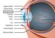 Congiuntivite, la più comune affezione degli occhi